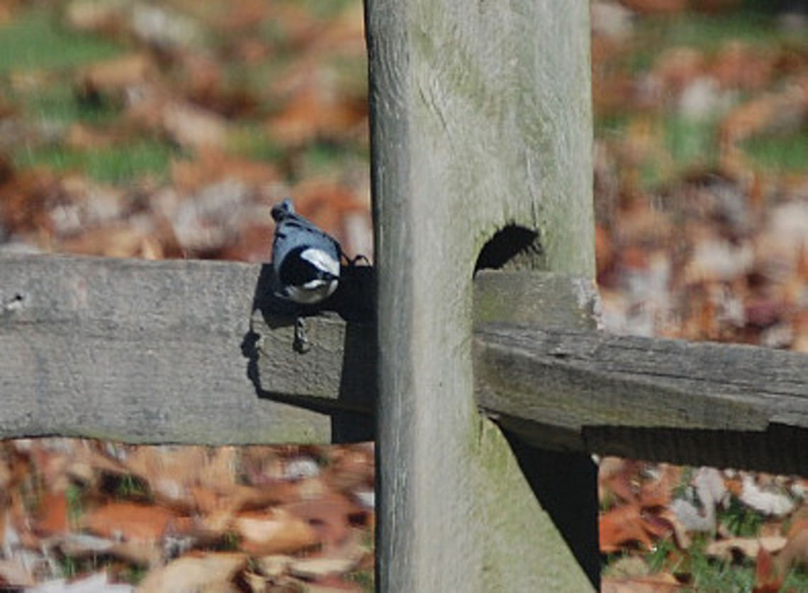 White-breasted nuthatch bird on a wooden fence Sitta carolinensis,White-breasted Nuthatch,animal,avian,bird,nature,wildlife