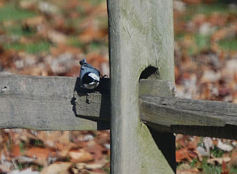 White-breasted nuthatch bird on a wooden fence Sitta carolinensis,White-breasted Nuthatch,animal,avian,bird,nature,wildlife