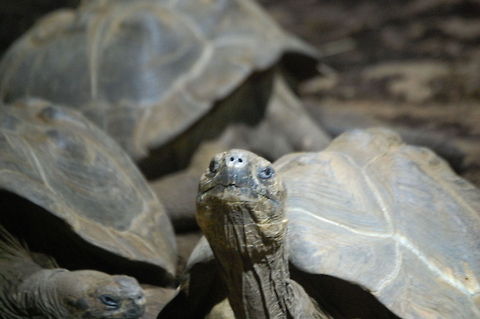 Galápagos tortoise  Animal,Chelonoidis nigra,Galápagos tortoise,nature,reptile,wildlife