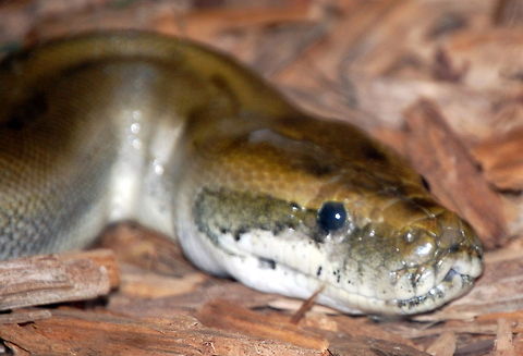 Boa constrictor  not sure if I shared this one Animal,Boa constrictor,nature,reptile,snake