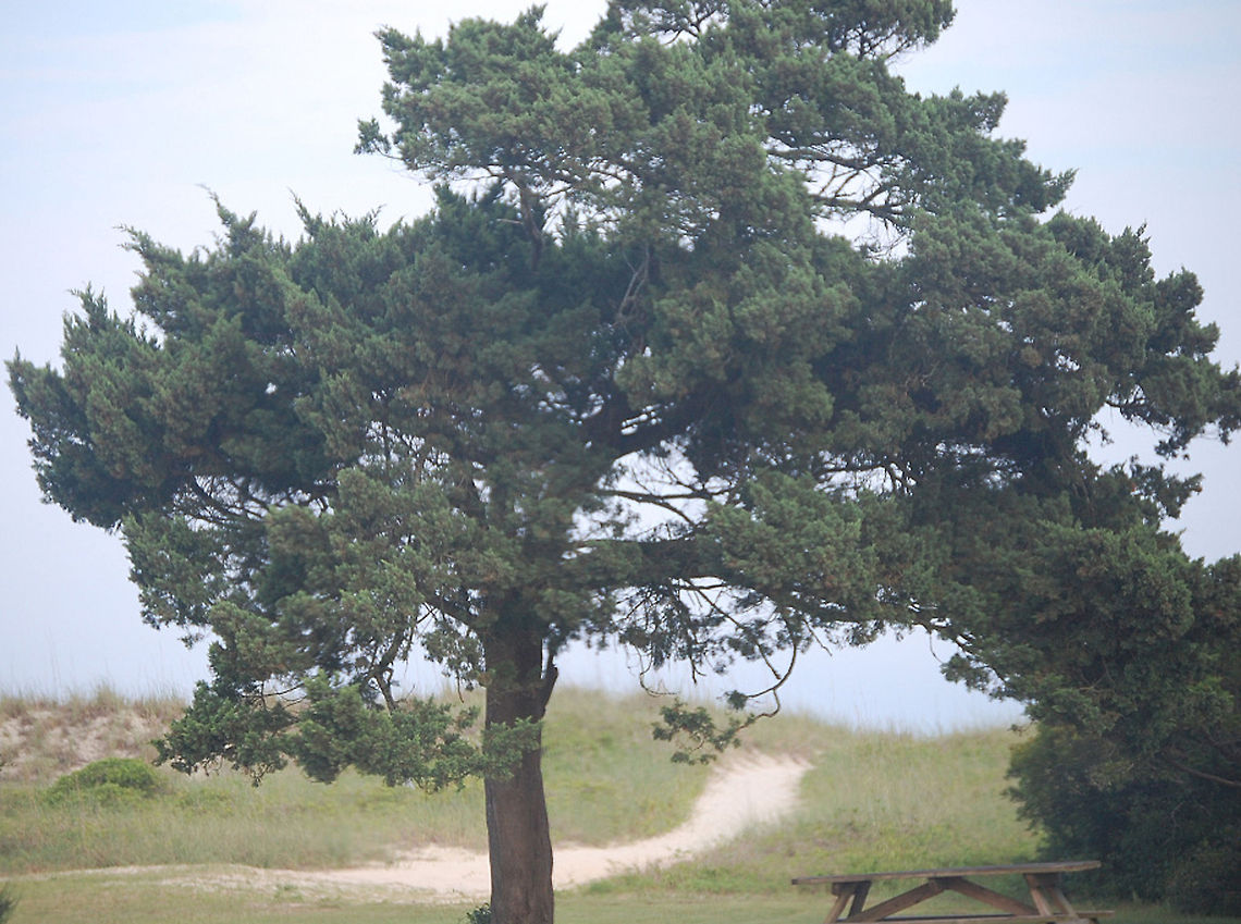 the wedding tree The story behind this tree is that my daughter was married near by nature