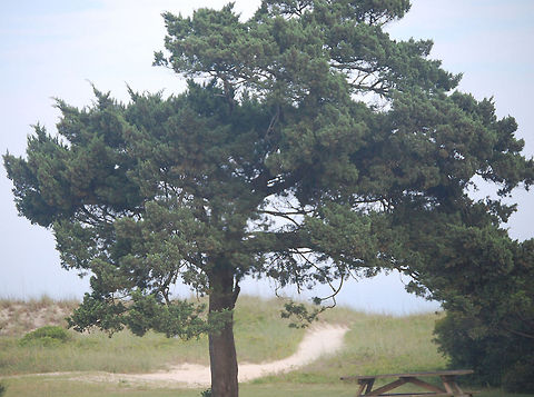 the wedding tree The story behind this tree is that my daughter was married near by nature