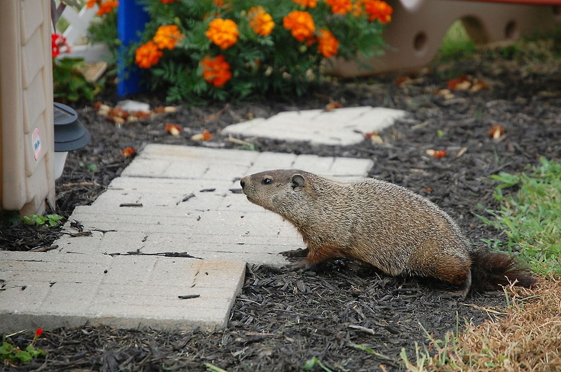 whistle-pig The groundhog (Marmota monax), also known as a woodchuck, whistle-pig, or in some areas as a land-beaver, is a rodent of the family Sciuridae, belonging to the group of large ground squirrels known as marmots.  Groundhog,Marmota monax,animal,mammal,nature,rodent,wildlife
