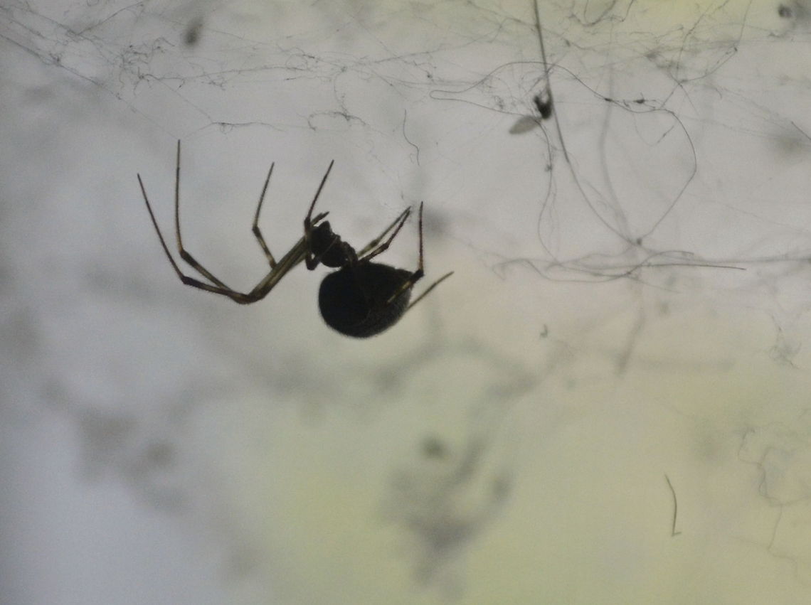 spider  Fauna,animal,insect/spider,nature,wildlife