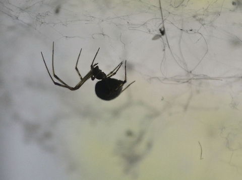 spider  Fauna,animal,insect/spider,nature,wildlife