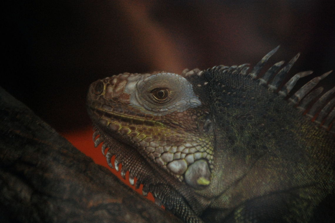 Green Iguana  Fauna,Green Iguana,Iguana iguana,animal,closeups,lizard,nature,reptile