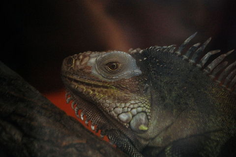 Green Iguana  Fauna,Green Iguana,Iguana iguana,animal,closeups,lizard,nature,reptile