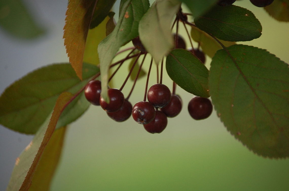 crab apple Malus sylvestris, the European crab apple, is a species of the genus Malus, native to Europe. Its scientific name means &quot;forest apple&quot;, and the truly wild tree has thorns. European crab apple,Malus sylvestris,flora,food,nature