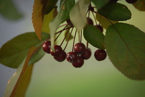crab apple Malus sylvestris, the European crab apple, is a species of the genus Malus, native to Europe. Its scientific name means "forest apple", and the truly wild tree has thorns. European crab apple,Malus sylvestris,flora,food,nature