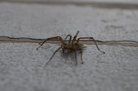 Spider  animal,closeups,insect/spider,nature,wildlife