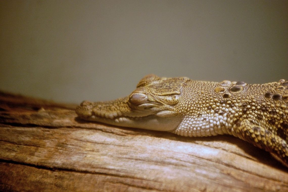 Caiman  Caiman crocodilus,Spectacled caiman,animal,nature,reptile,wildlife