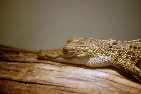 Caiman  Caiman crocodilus,Spectacled caiman,animal,nature,reptile,wildlife