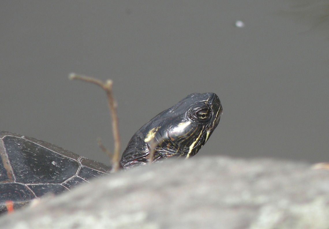 western pond turtle  Animal,Emys marmorata,nature,reptile,western pond turtle,wildlife