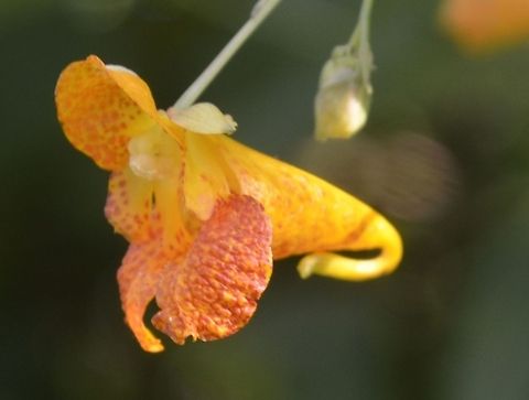 Jewelweed  Impatiens capensis,Orange Jewelweed,botanical,closeups,flora,flower,nature,plant