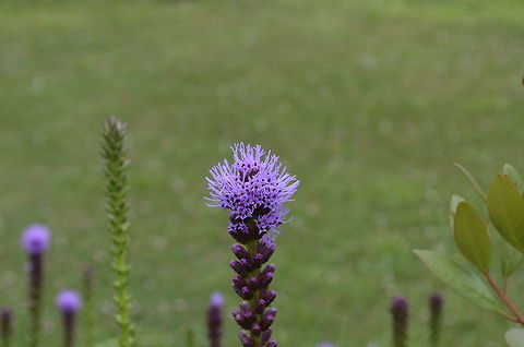 flower  botanical,flora,flower,nature,plant