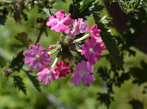 Vervain flowers  botanical,flora,flower,nature,plant
