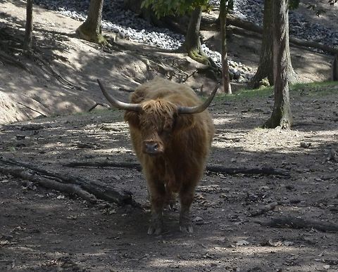 Bò Ghàidhealach  Bos primigenius indicus,Bos primigenius taurus,Cattle,Geotagged,United States,animal,mammal,nature