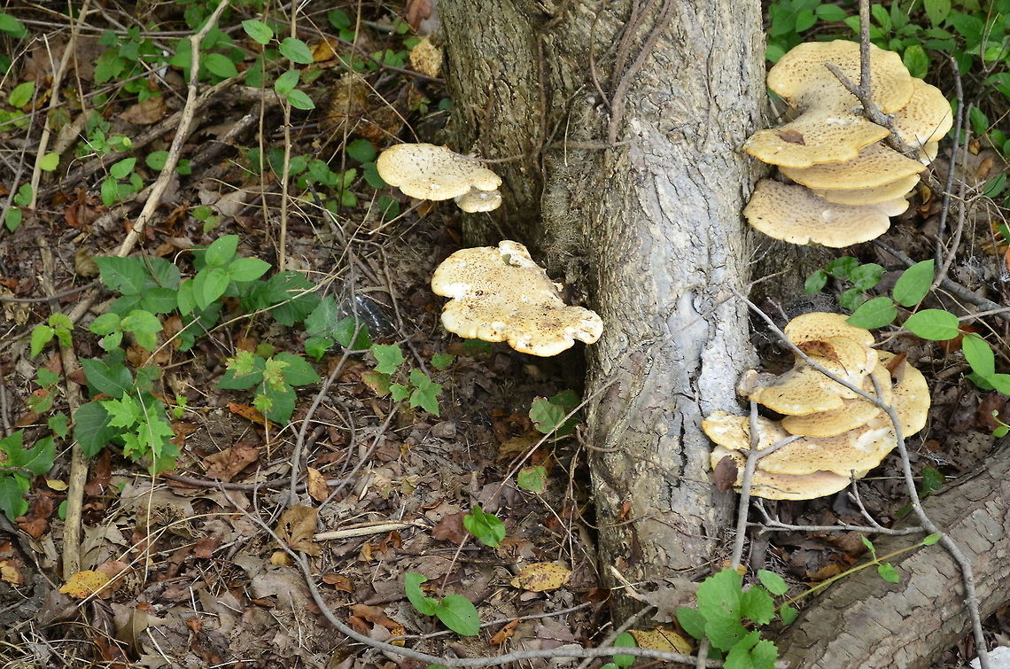 fungi  botanical,flora,fungi,nature,plant