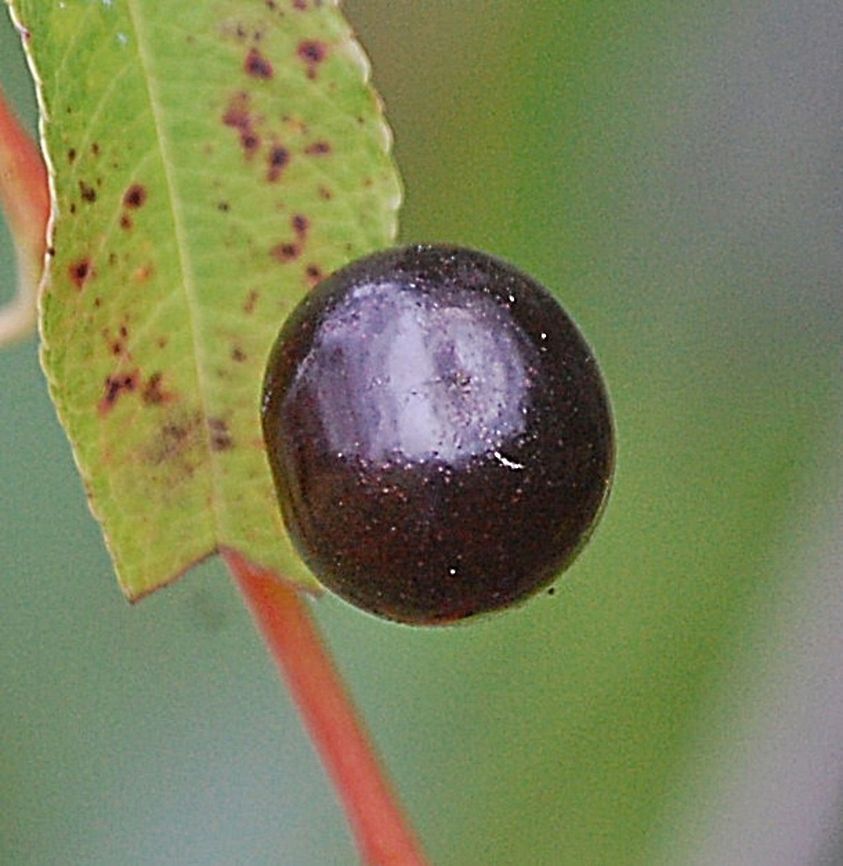 DSC_0025(1)-1  Plant,closeups,flora,floral,food,fruit,nature