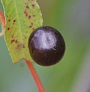 DSC_0025(1)-1  Plant,closeups,flora,floral,food,fruit,nature