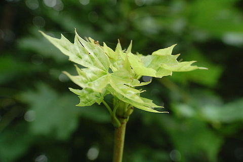 sprout playing with lightroom botanical,flora,plant,sprout,tree