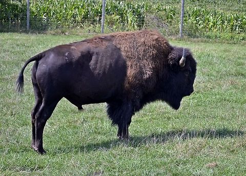 American buffalo Starting to run out of photos worth sharing. I cant wait till spring  so i can get out and discover more critters. American bison,Bison bison,animal,bison,mammal,nature,wildlife