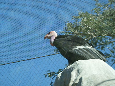 California Condor  California condor,Geotagged,Gymnogyps californianus,United States,Winter