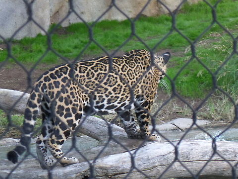 Jaguar  Geotagged,Jaguar,Panthera onca,United States,Winter