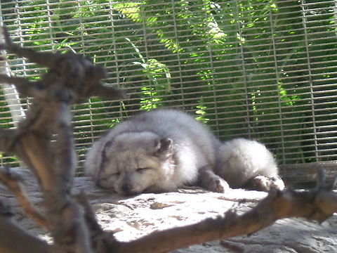 Arctic fox  Arctic fox,Geotagged,United States,Vulpes lagopus,Winter