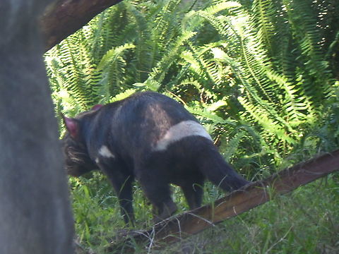 Tazmanian Devil  Geotagged,Sarcophilus harrisii,Tasmanian devil,United States,Winter