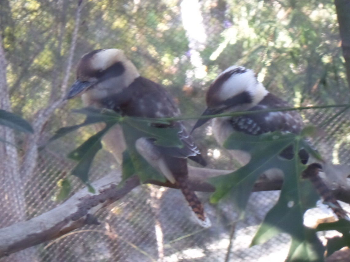 kookaburra  Dacelo novaeguineae,Geotagged,Laughing Kookaburra,United States,Winter