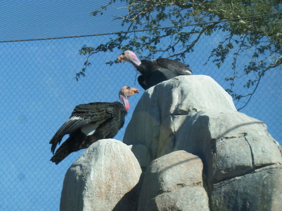 California Condor  California condor,Geotagged,Gymnogyps californianus,United States,Winter