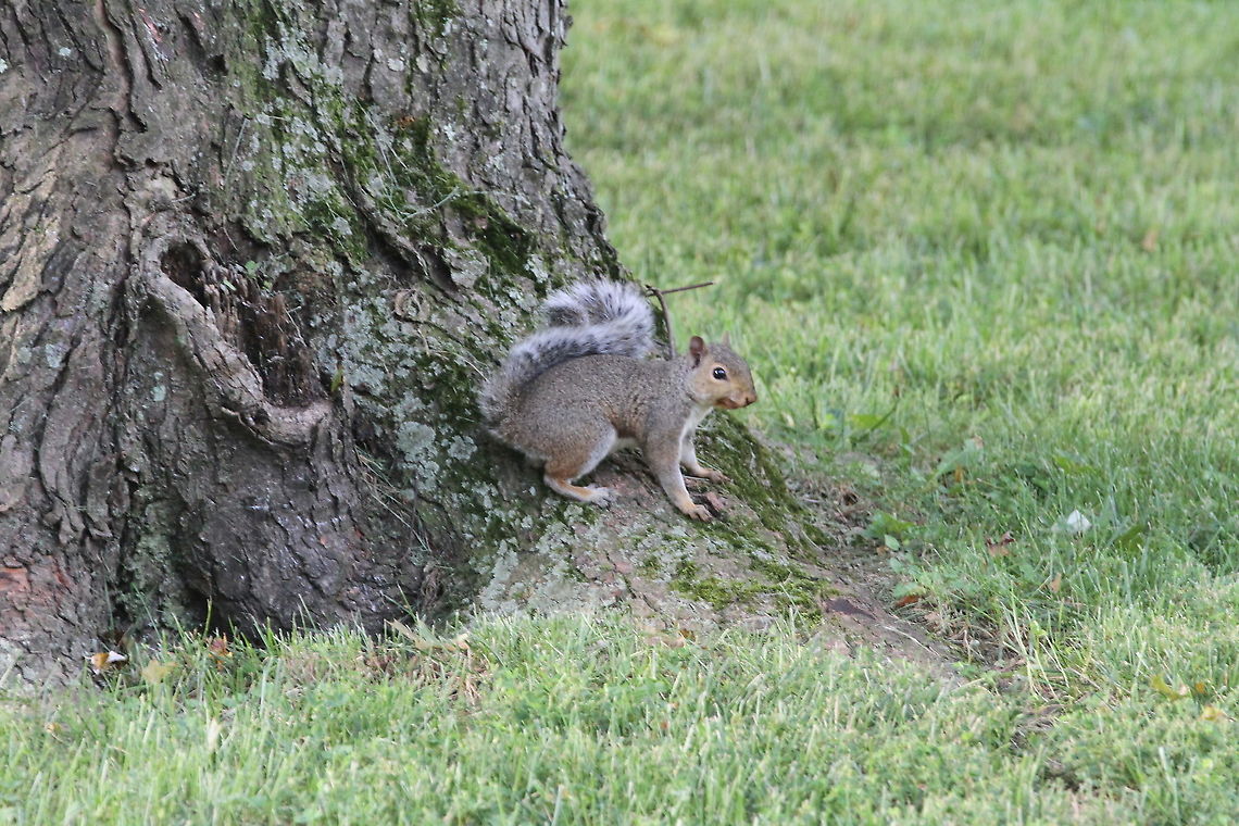 grey squirrel  Eastern gray squirrel,Geotagged,Sciurus carolinensis,Summer,United States
