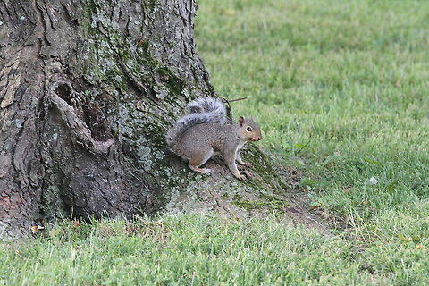 grey squirrel  Eastern gray squirrel,Geotagged,Sciurus carolinensis,Summer,United States