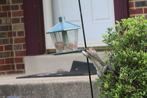 Grey squirrel hanging from a bird feeder. Eastern gray squirrel,Geotagged,Sciurus carolinensis,Summer,United States