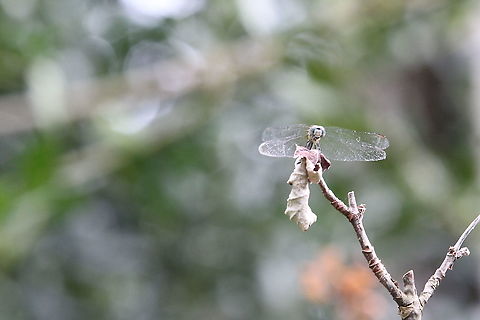 dragonfly  Anax imperator,Banded flutterer dragonfly,Bark Dragonfly,Blue dasher,Blue-eyed hook-tailed dragonfly,Brachytron pratense,Emperor dragonfly,Geotagged,Hairy dragonfly,Onychogomphus uncatus,Pachydiplax longipennis,Rhyothemis graphiptera,Summer,Tyriobapta torrida,United States