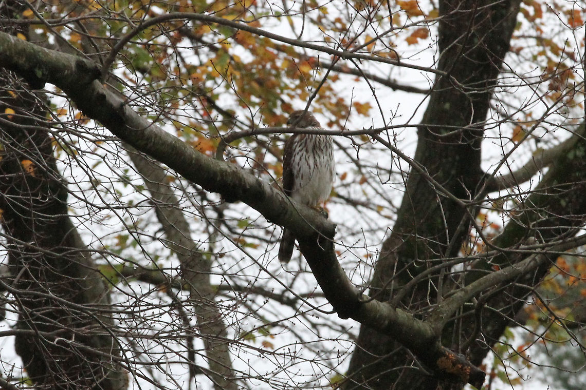 Broad Winged Hawk  Broad-winged hawk,Buteo platypterus,Geotagged,United States