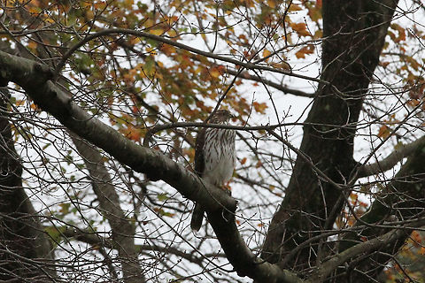 Broad winged hawk  Broad-winged hawk,Buteo platypterus,Geotagged,United States