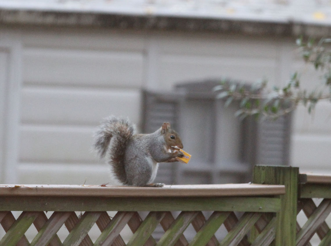 A Grey Squirrel Eating Milk duds<br />
 Eastern gray squirrel,Geotagged,Sciurus carolinensis,United States