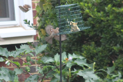 House sparrow taking off!
 Geotagged,House sparrow,Passer domesticus,United States