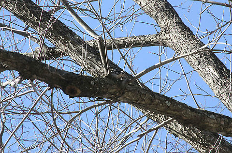 Downy Woodpecker  Downy woodpecker,Dryobates pubescens,Geotagged,United States