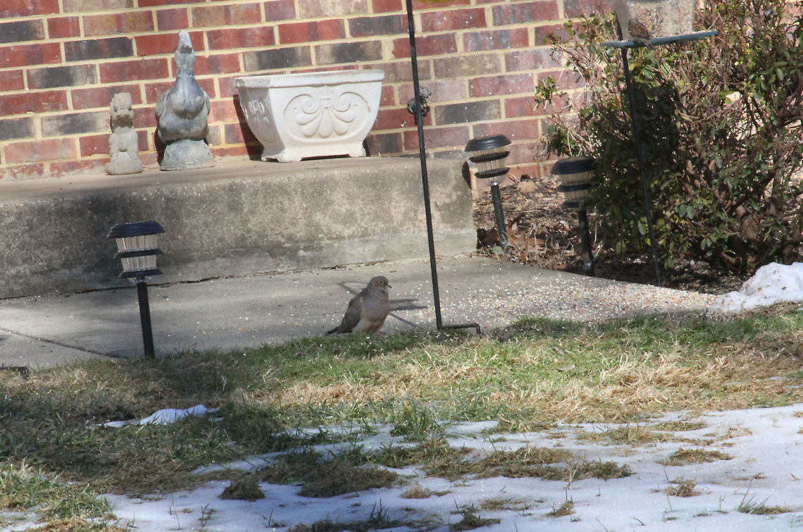 Mourning Dove  Geotagged,Mourning Dove,United States,Zenaida macroura