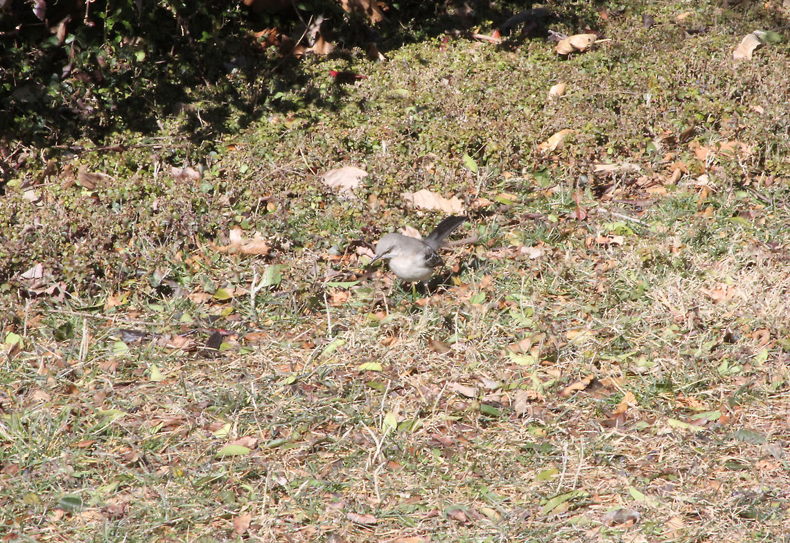 Northern Mockingbird  Geotagged,Mimus polyglottos,Northern Mockingbird,United States