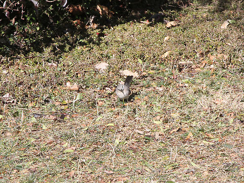 Northern Mockingbird  Geotagged,Mimus polyglottos,Northern mockingbird,United States