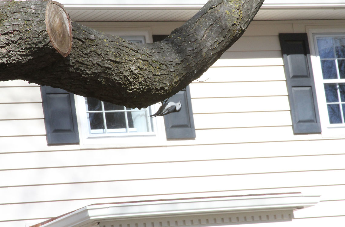 White breasted Nuthatch  Geotagged,Sitta carolinensis,United States,White-breasted nuthatch