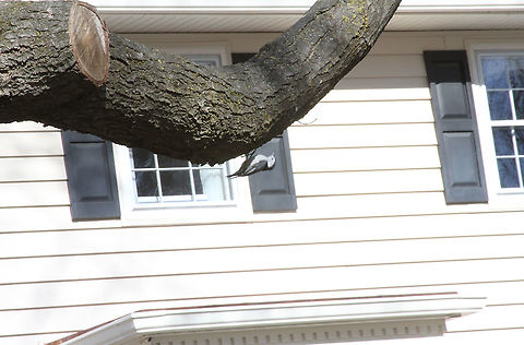 White breasted Nuthatch  Geotagged,Sitta carolinensis,United States,White-breasted nuthatch
