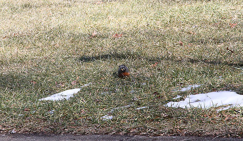 American Robin  American Robin,Geotagged,Turdus migratorius,United States