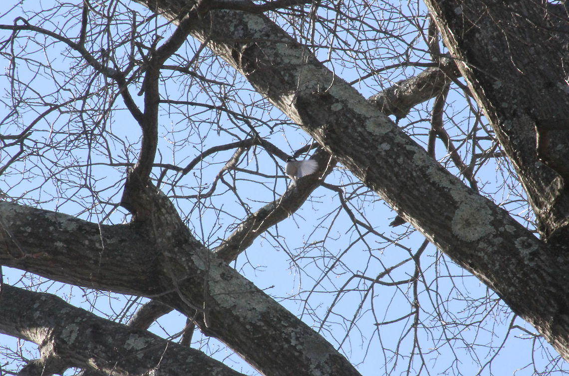 Black capped chickadee  Black-capped chickadee,Geotagged,Poecile atricapillus,United States