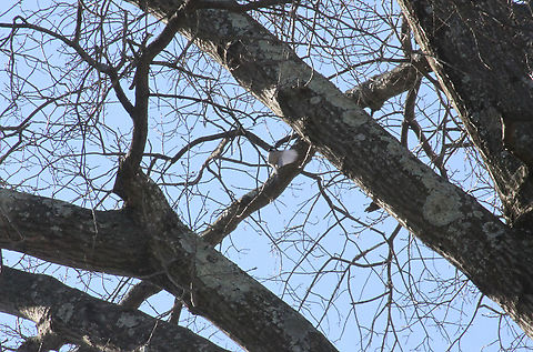 Black capped chickadee  Black-capped chickadee,Geotagged,Poecile atricapillus,United States
