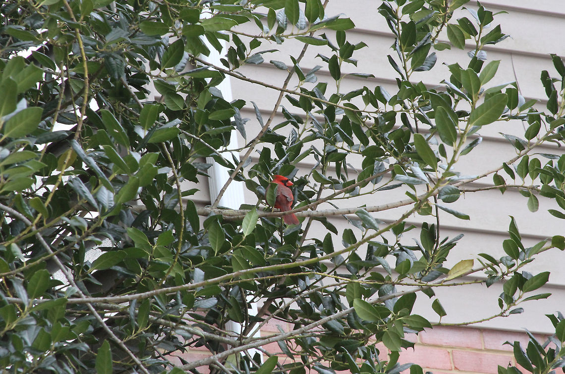 Male Cardinal  Cardinalis cardinalis,Geotagged,Northern Cardinal,United States